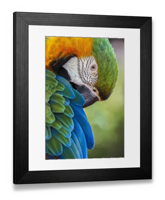 Framed Print : Blue and gold macaw Framed Print : Blue and gold macaw