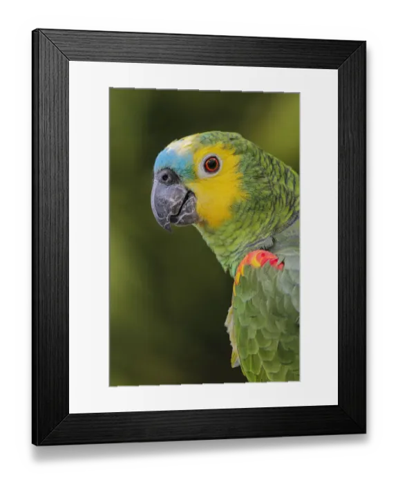 Framed Print : Blue fronted Amazon parrot, native to South America