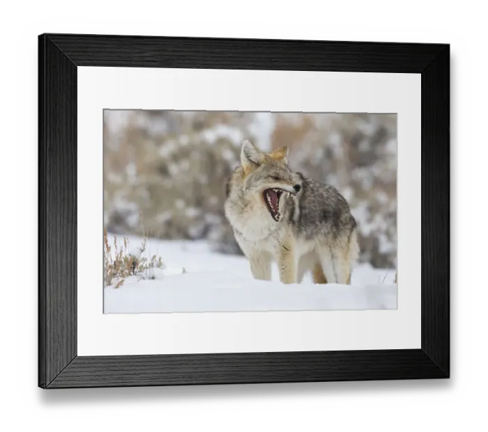 Framed Print : Coyote, snarling Framed Print : Coyote, snarling