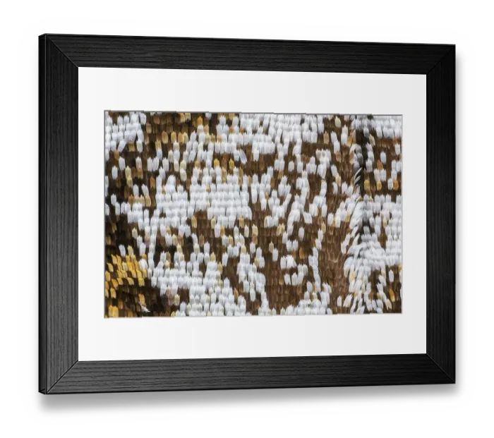 Framed Print : Butterfly wing scales at high magnification