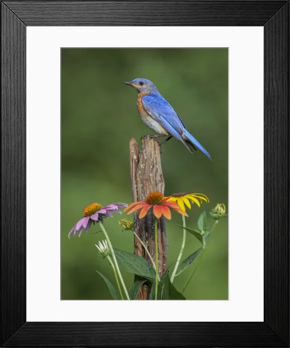 Framed Print : Male Eastern bluebird on old fence post with cone flowers Framed Print : Male Eastern bluebird on old fence post with cone flowers