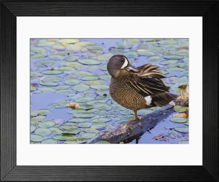 Framed Print : Blue-winged teal preening