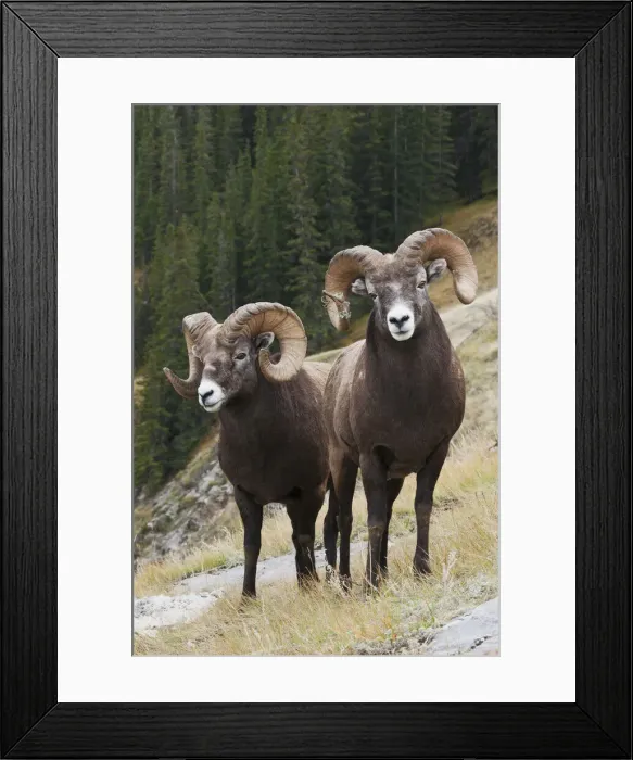 Framed Print : Rocky Mountain bighorn sheep rams Framed Print : Rocky Mountain bighorn sheep rams