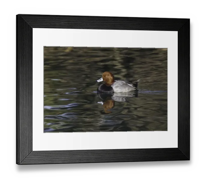 Framed Print : Duck swimming in autumn water