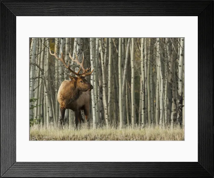 Framed Print : Rocky Mountain bull elk, thick aspens Framed Print : Rocky Mountain bull elk, thick aspens