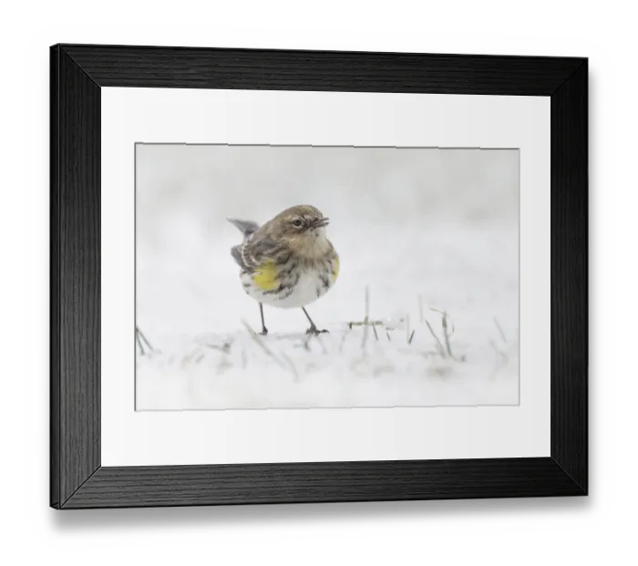 Framed Print : Yellow-rumped warbler foraging in snow Framed Print : Yellow-rumped warbler foraging in snow