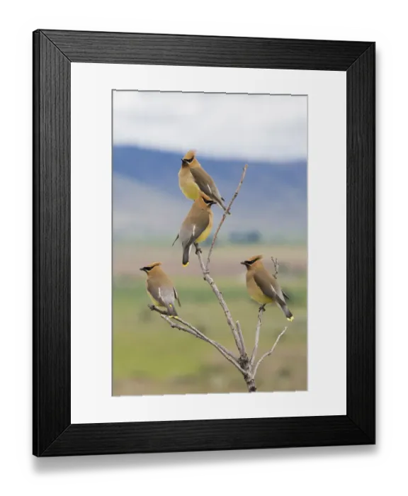 Framed Print : Cedar waxwings, spring migration