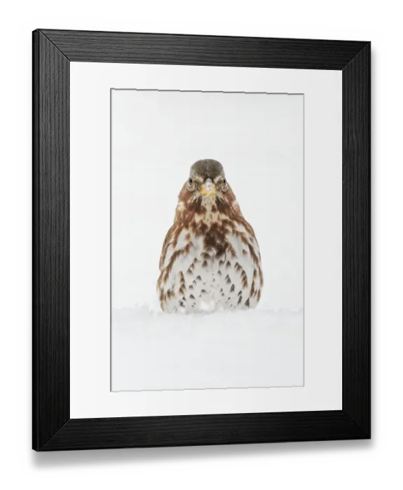 Framed Print : Fox Sparrow foraging in snow Framed Print : Fox Sparrow foraging in snow