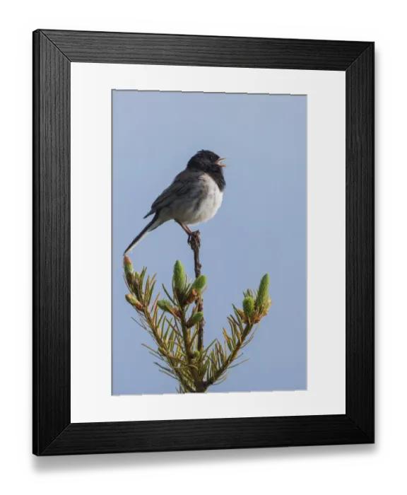 Framed Print : Dark-eyed junco singing Framed Print : Dark-eyed junco singing