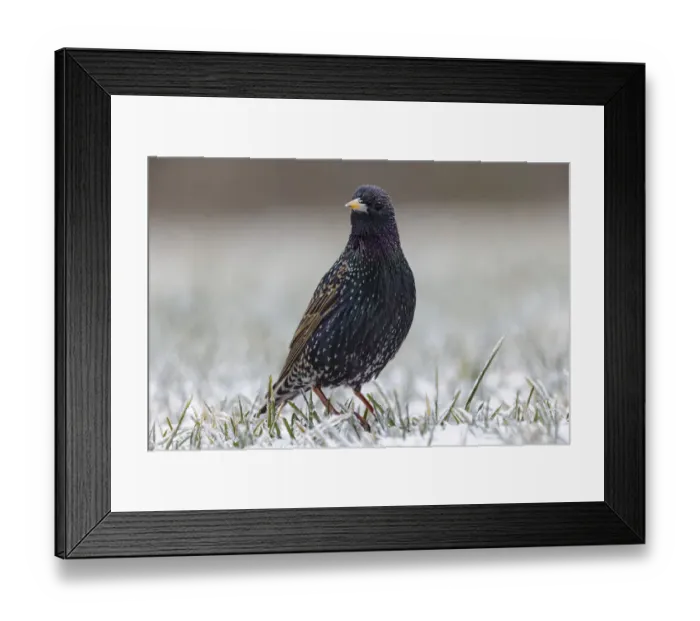 Framed Print : Common starling Framed Print : Common starling