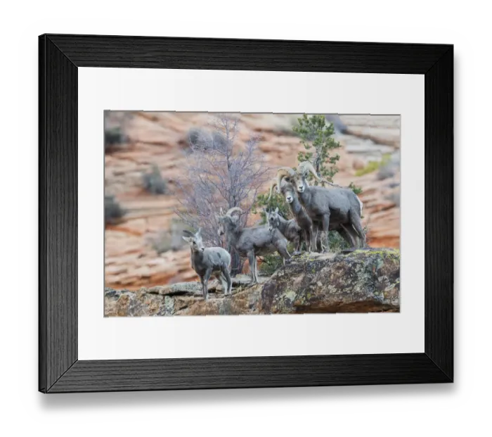 Framed Print : Desert bighorn sheep Framed Print : Desert bighorn sheep