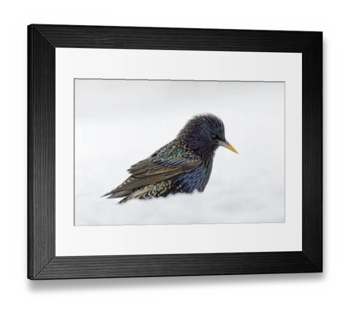 Framed Print : Common starling, foraging in snow, non native U. S. species