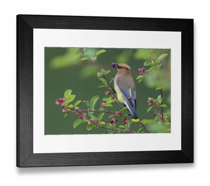 Framed Print : Cedar waxwing with berry Framed Print : Cedar waxwing with berry