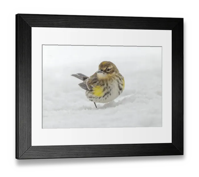 Framed Print : Yellow-rumped warbler foraging in snow
