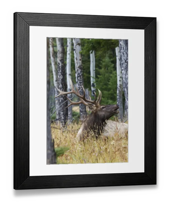 Framed Print : Rocky Mountain bull elk, aspen trees Framed Print : Rocky Mountain bull elk, aspen trees