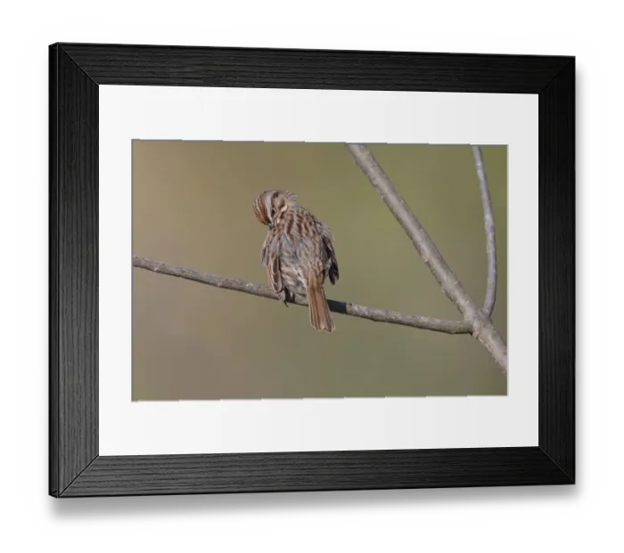 Framed Print : Song sparrow Framed Print : Song sparrow