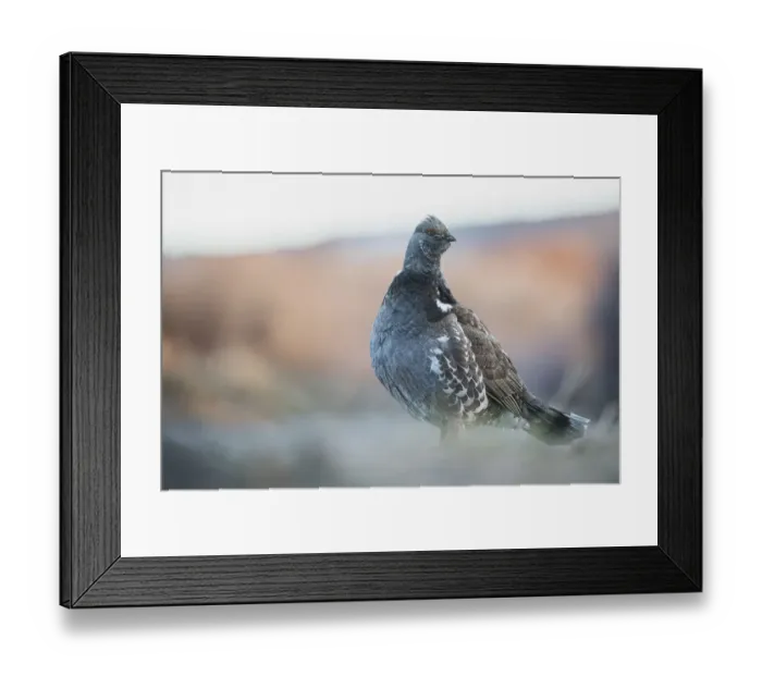 Framed Print : Dusky Grouse Framed Print : Dusky Grouse