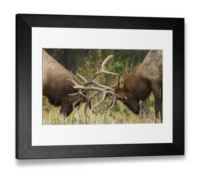 Framed Print : Rocky Mountain Elk, sparring bulls Framed Print : Rocky Mountain Elk, sparring bulls
