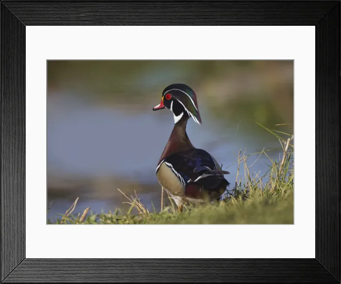 Framed Print : Male wood duck, blue jay