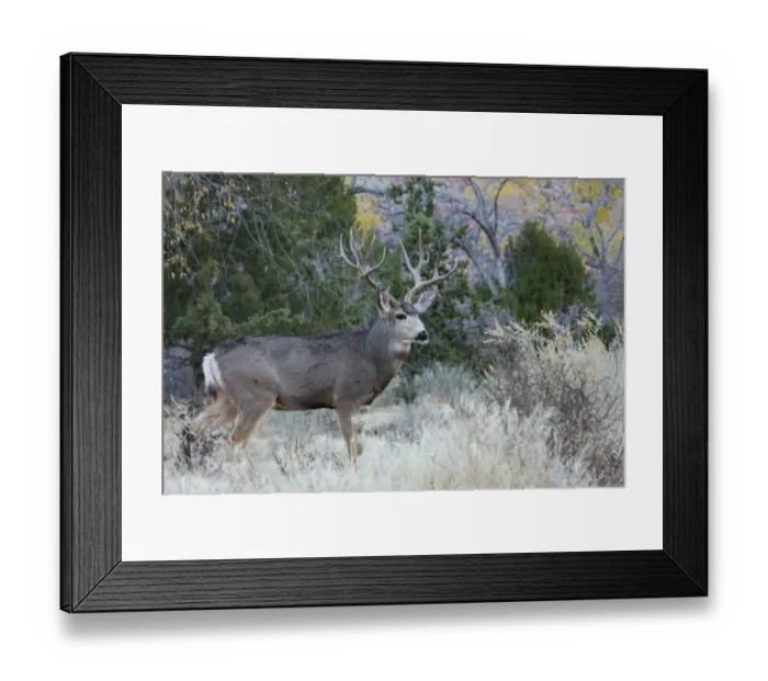 Framed Print : Mule deer buck Framed Print : Mule deer buck