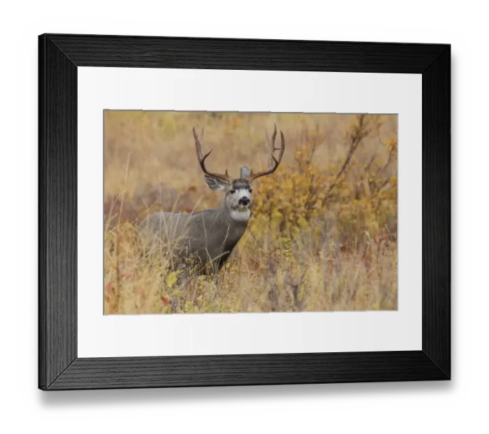 Framed Print : Autumn mule deer buck