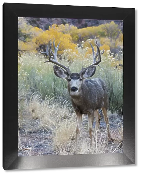 Mule deer buck, high desert autumn