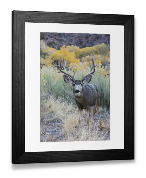 Framed Print : Mule deer buck, high desert autumn