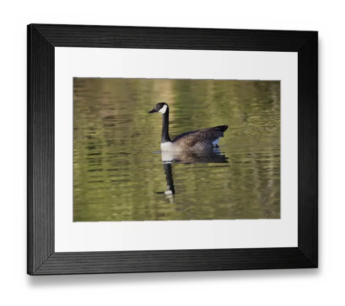 Framed Print : Blue jay Framed Print : Blue jay