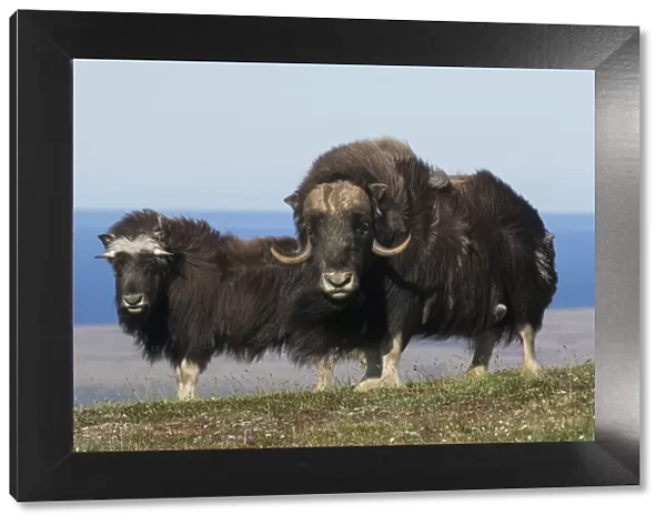Musk Oxen in front of the Bering Sea