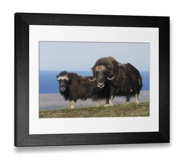 Framed Print : Musk Oxen in front of the Bering Sea