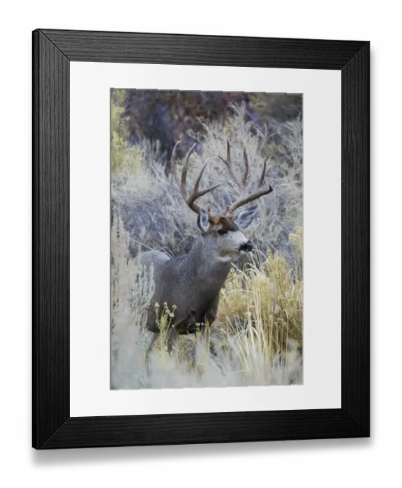 Framed Print : Mule deer buck, emerging from cover Framed Print : Mule deer buck, emerging from cover
