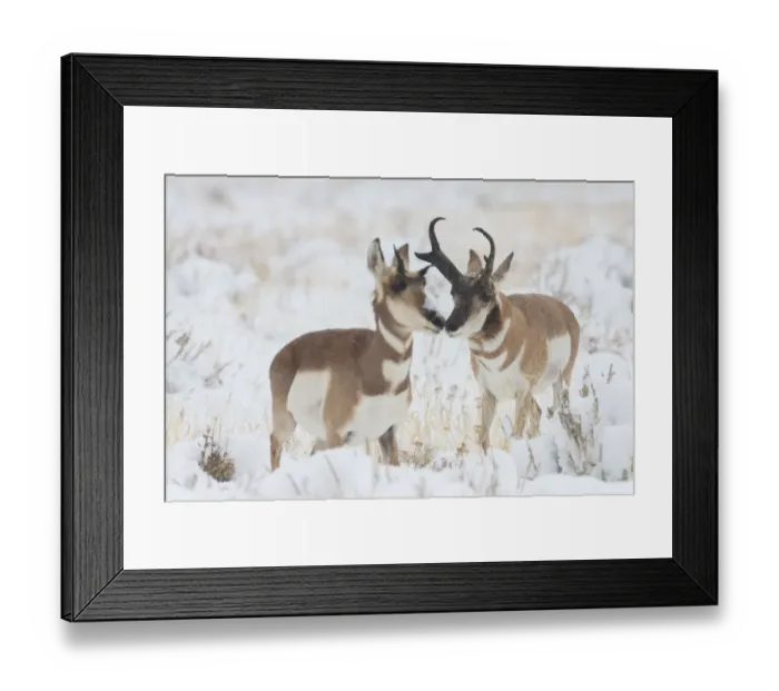 Framed Print : Pronghorn buck courting doe during autumn storm Framed Print : Pronghorn buck courting doe during autumn storm
