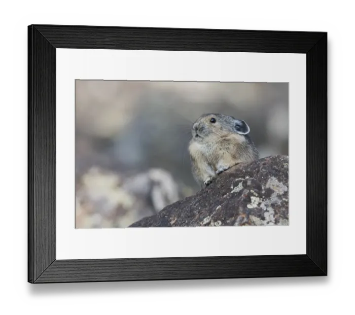Framed Print : Pika, at his lookout Framed Print : Pika, at his lookout