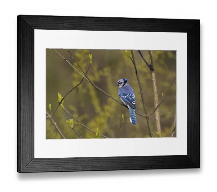 Framed Print : Blue jay Framed Print : Blue jay