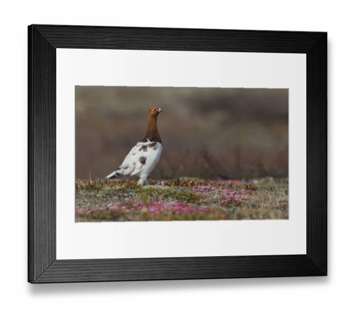 Framed Print : Willow ptarmigan, Arctic Tundra