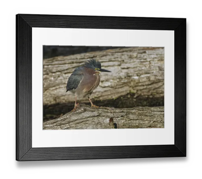 Framed Print : Green heron Framed Print : Green heron