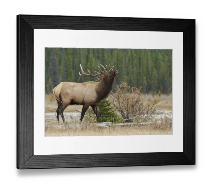 Framed Print : Rocky Mountain bull elk Framed Print : Rocky Mountain bull elk