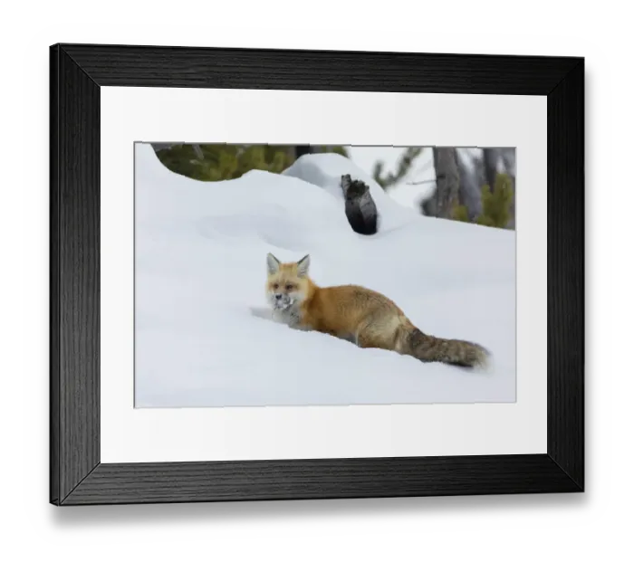 Framed Print : Red fox with cached food