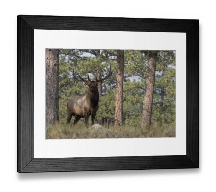 Framed Print : Rocky Mountain Elk, Ponderosa Pine Forest Framed Print : Rocky Mountain Elk, Ponderosa Pine Forest