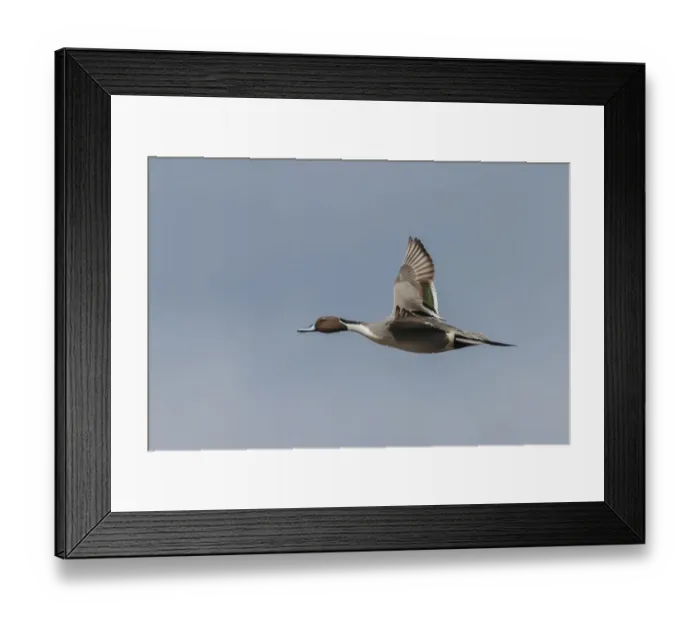 Framed Print : Northern pintail drake Framed Print : Northern pintail drake