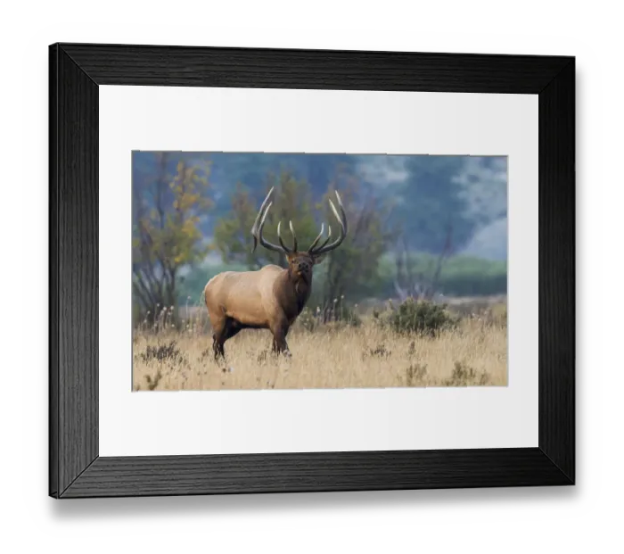 Framed Print : Rocky Mountain bull elk
