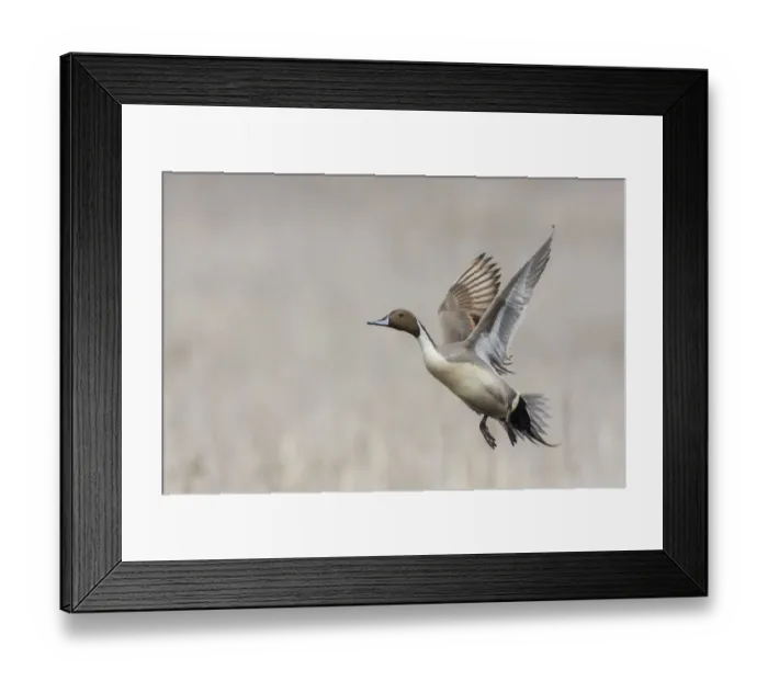 Framed Print : Northern pintail drake flying