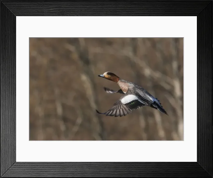 Framed Print : Eurasian American wigeon hybrid Framed Print : Eurasian American wigeon hybrid