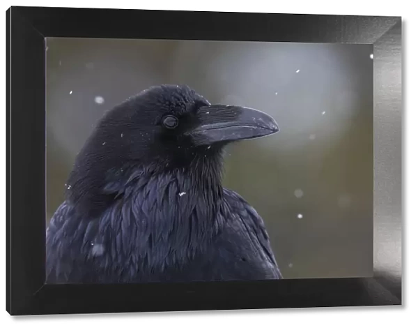 Common raven, winter close-up