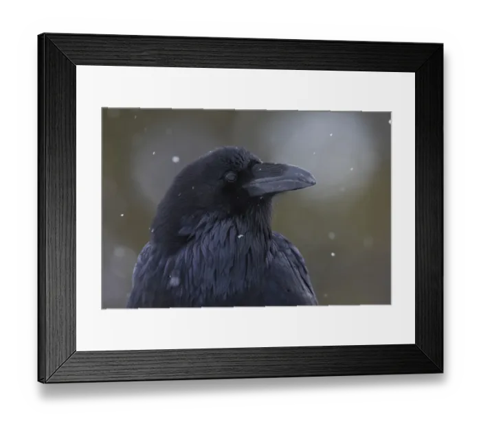 Framed Print : Common raven, winter close-up Framed Print : Common raven, winter close-up