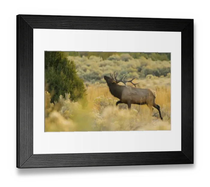 Framed Print : Rocky Mountain bull elk Framed Print : Rocky Mountain bull elk