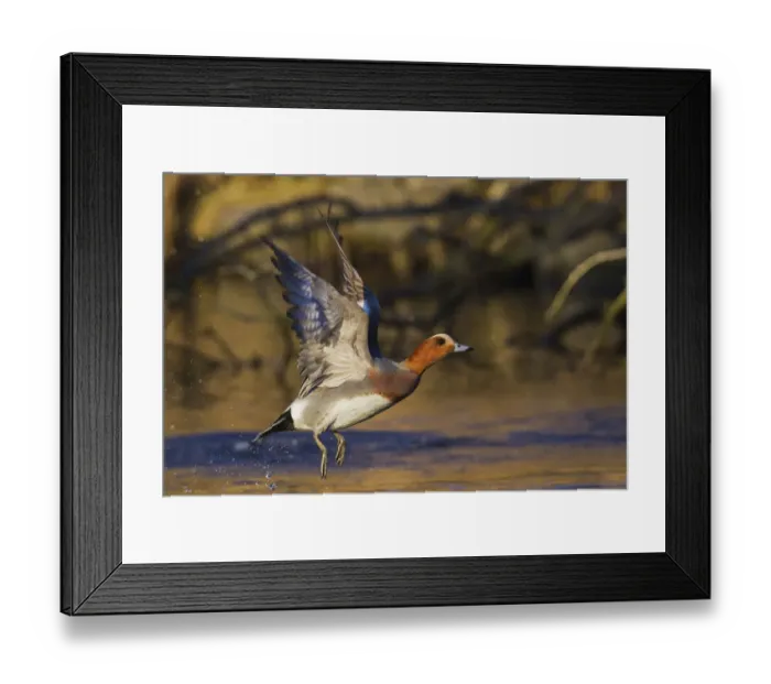 Framed Print : Eurasian wigeon flying Framed Print : Eurasian wigeon flying