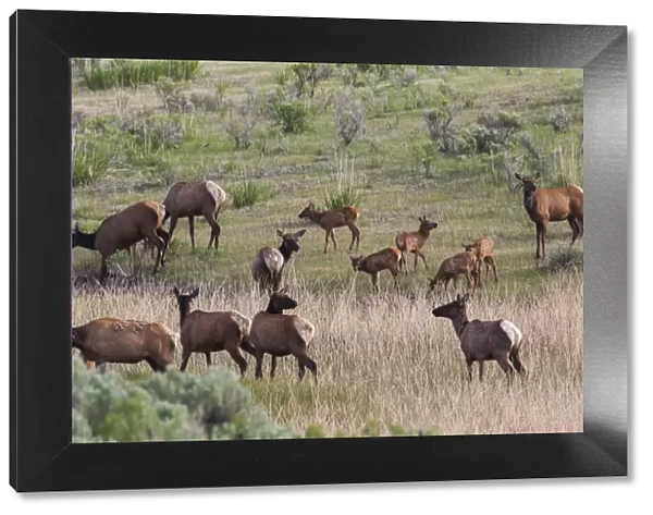 Spring elk herd, cows and calves