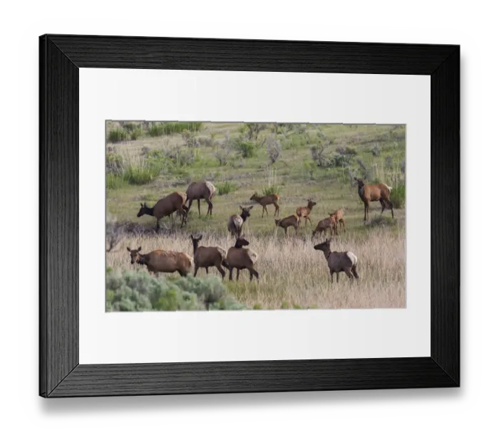 Framed Print : Spring elk herd, cows and calves Framed Print : Spring elk herd, cows and calves