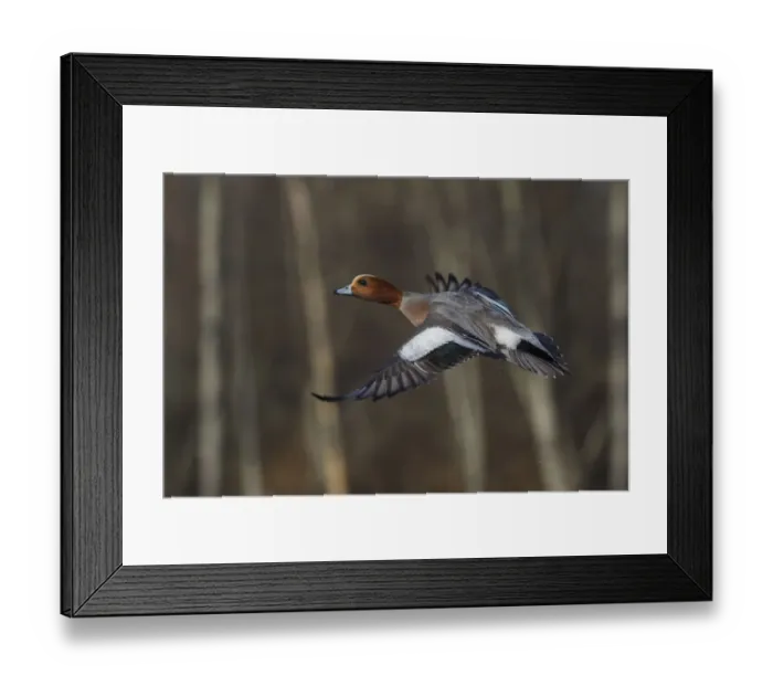 Framed Print : Eurasian wigeon flying Framed Print : Eurasian wigeon flying